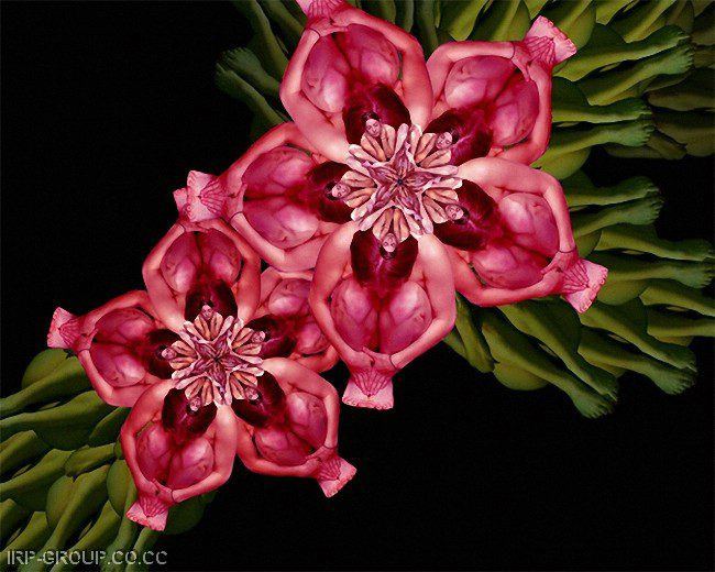 cecelia-webber-flores-a-la-humana Quiero Algo Diferente (19)