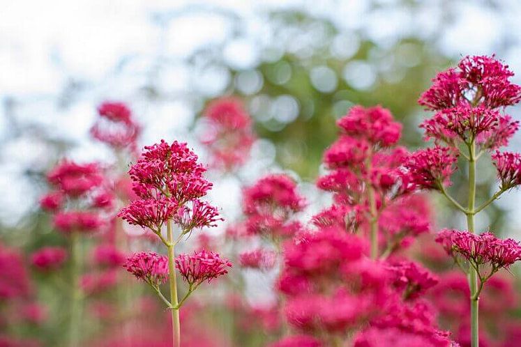 La valeriana